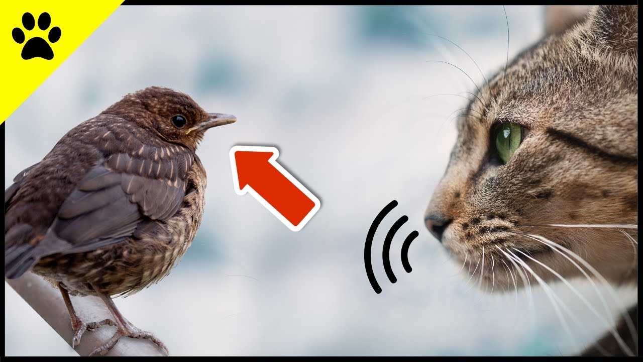 Theories on Feline Behavior Towards Birds