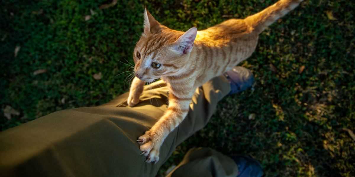 Training Tips to Manage Climbing Behavior