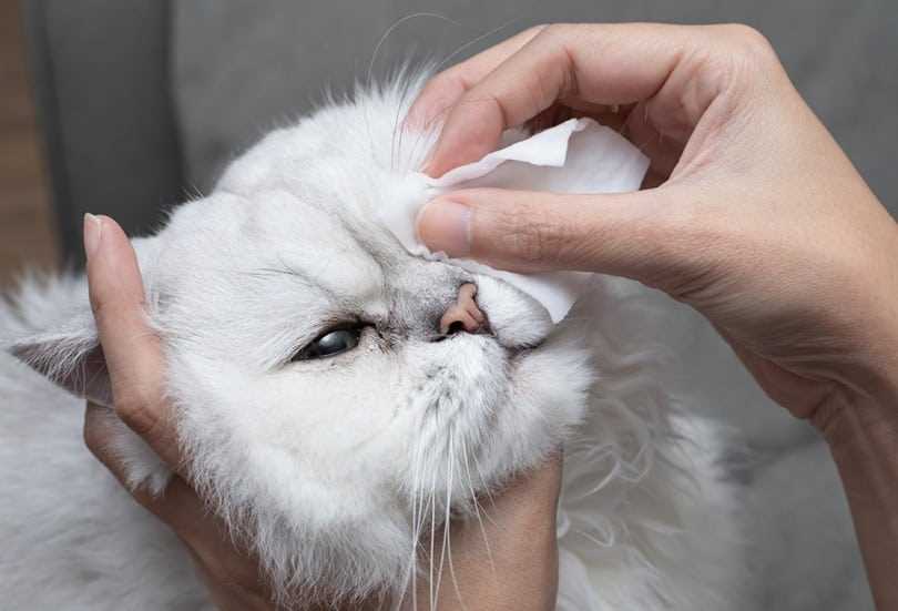 Understanding the Relaxation Response in Felines