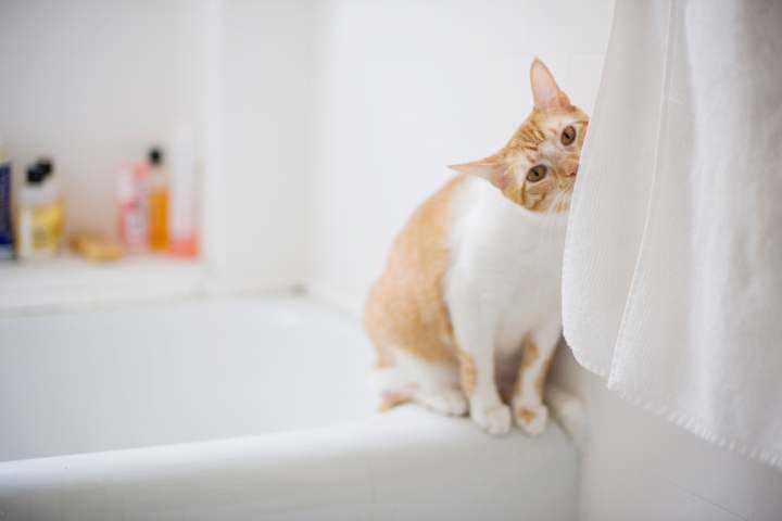 Addressing Common Concerns About Bathroom Behavior