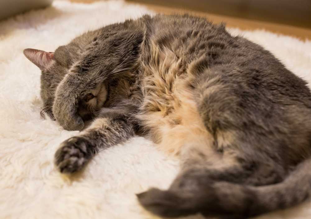 Understanding the instinctual behavior of felines