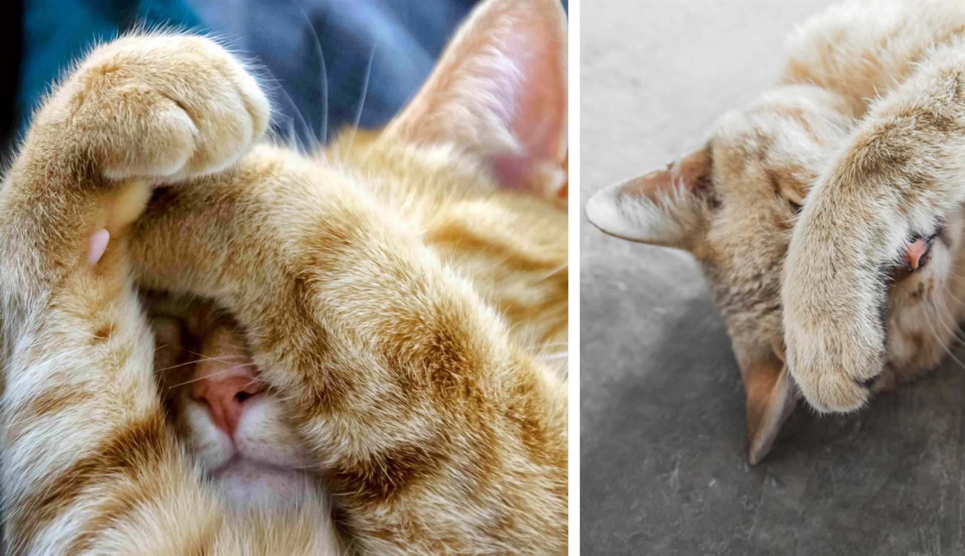 Why Do Felines Hide Their Faces While Resting