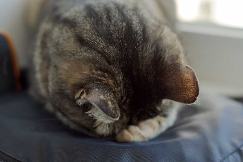 Behavioral Reasons: Comfort and Security in Felines