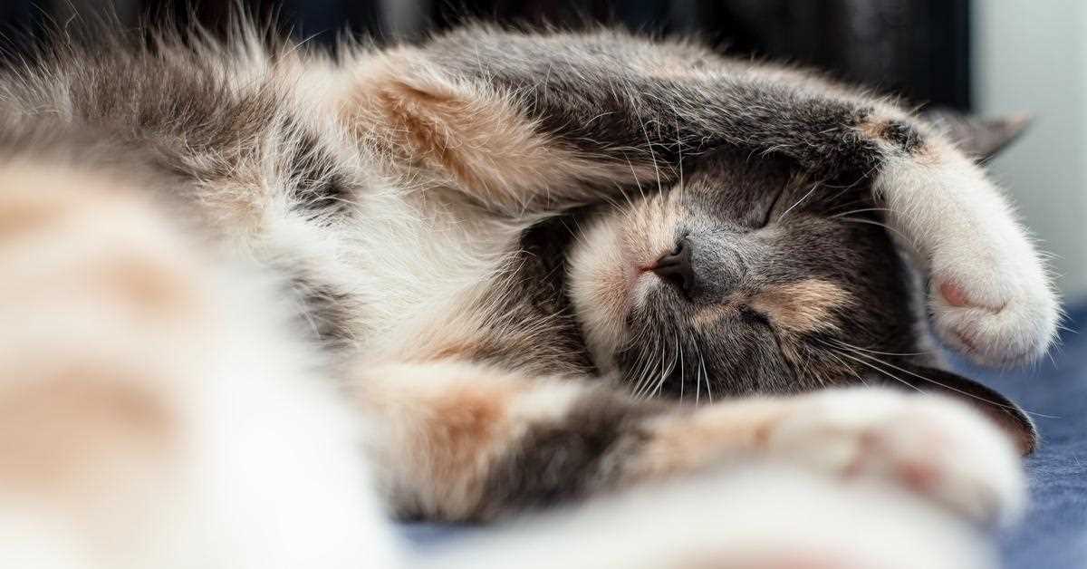 Understanding Comfort Zones: Why Felines Choose to Hide Their Faces