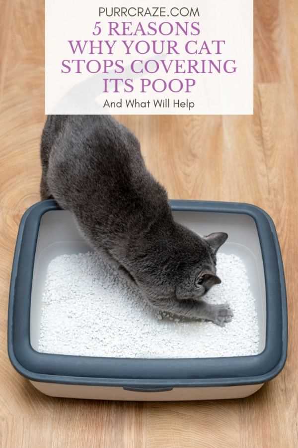 The Impact of Litter Type on Cats' Covering Behavior