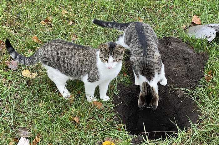 Understanding the Instinctual Behavior of Feline Waste Management