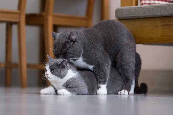 Establishing Territory and Dominance