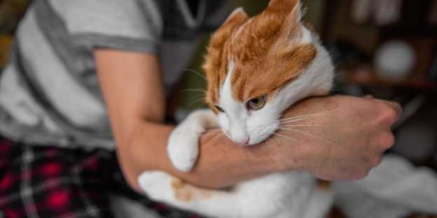 Recognizing Signs That Your Cat Wants to Cuddle