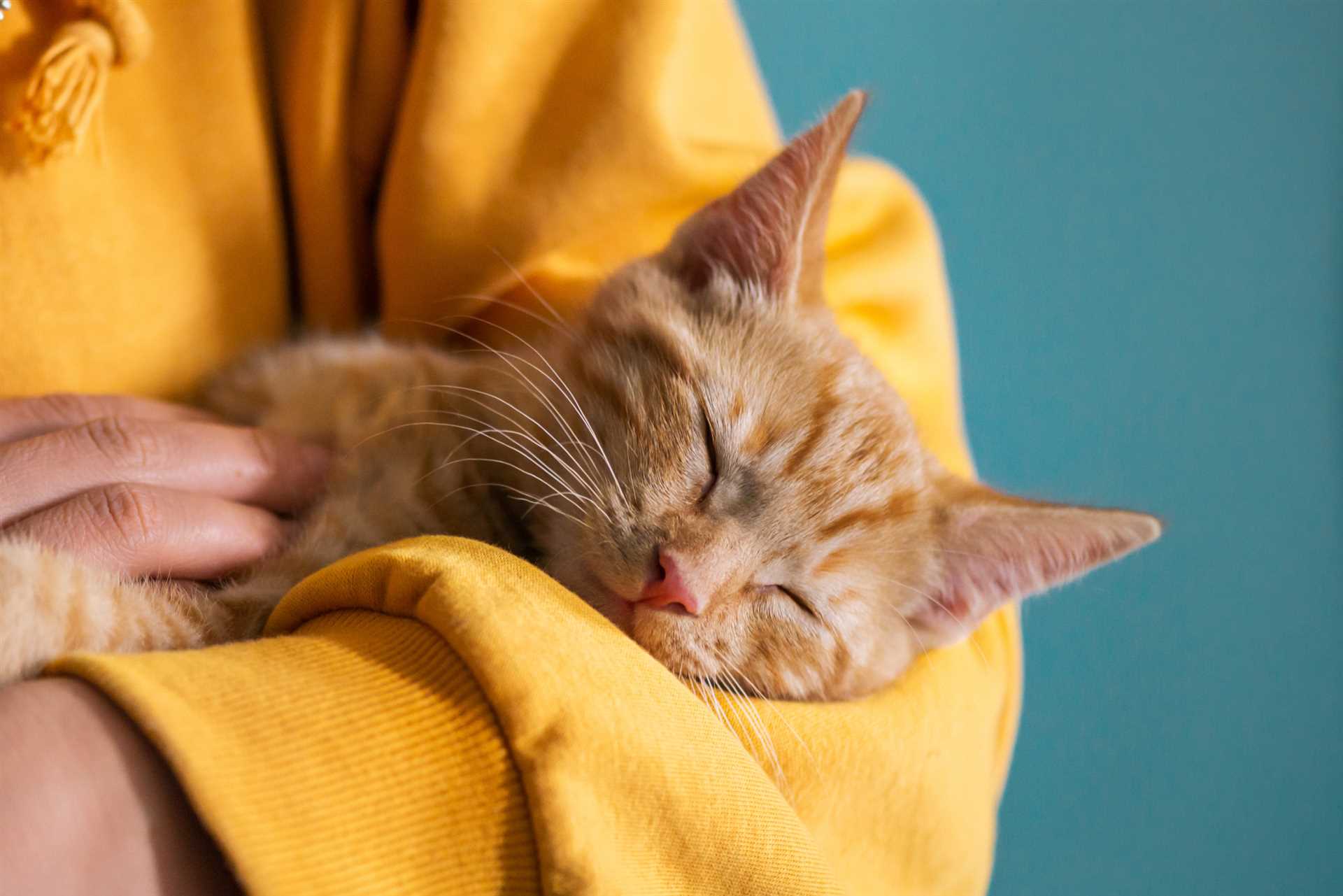 The Role of Body Heat in Cat Cuddling