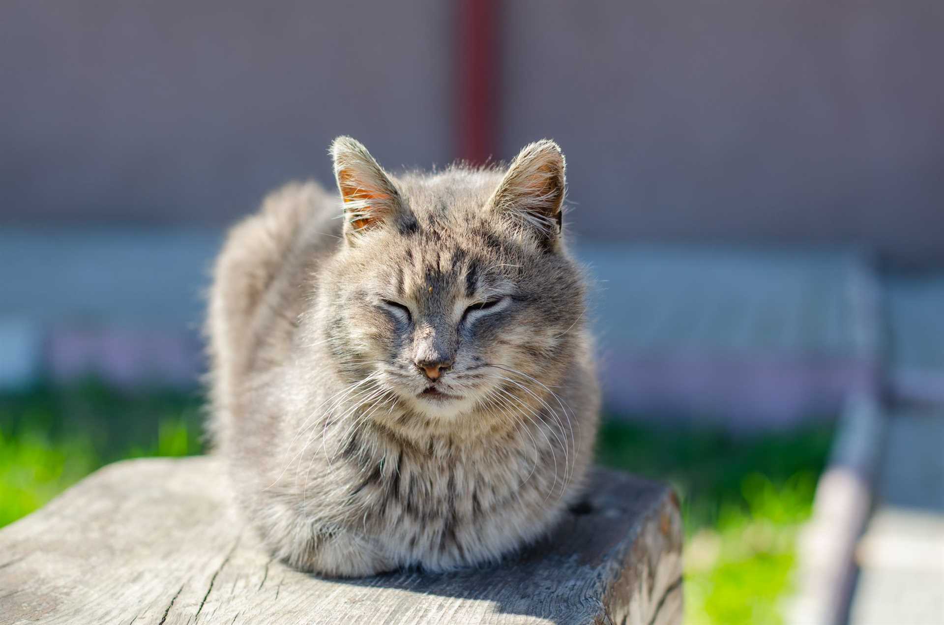 How to Recognize a Happy and Relaxed Feline