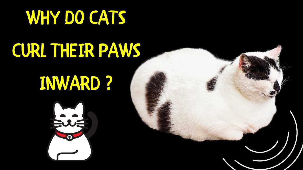Interpreting Cat Behavior: What Paw Positioning Means