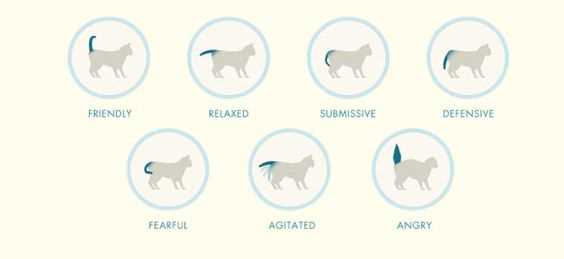 Communication with Other Felines