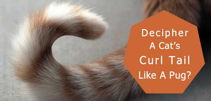 Understanding Tail Positions: What Do They Mean?