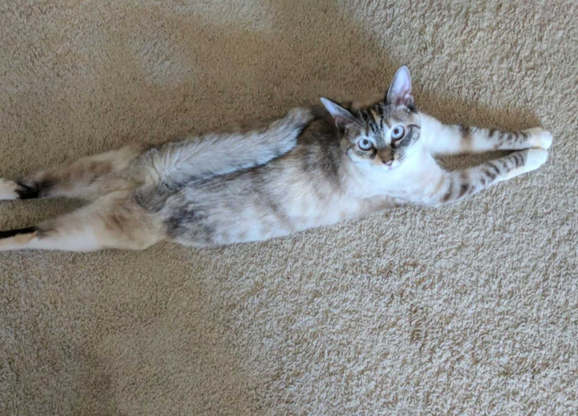 Common Reasons for Tail Curling in Different Situations