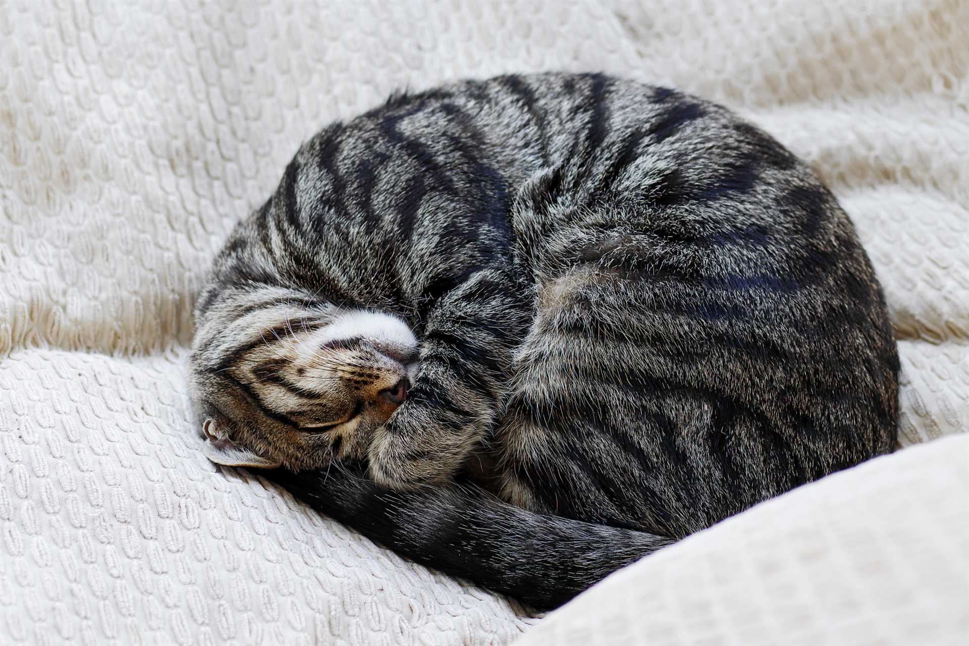 Recognizing Signs of Stress or Relaxation in Your Feline Friend