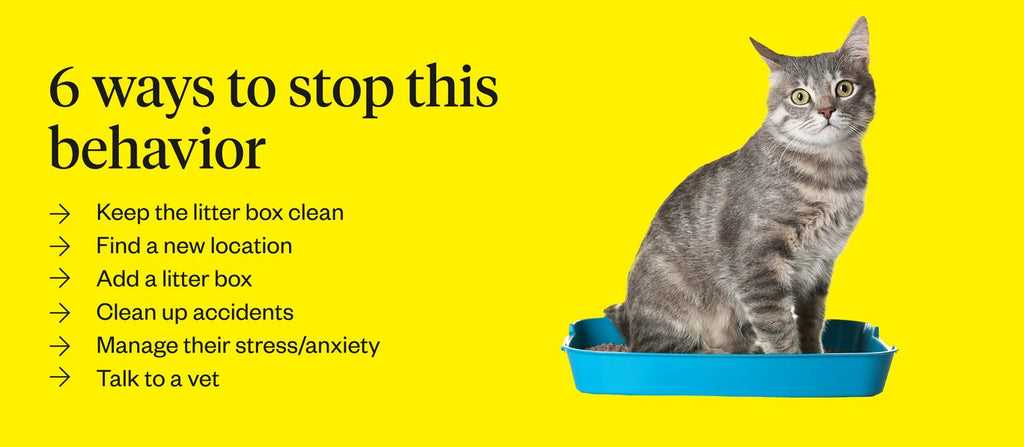 Assessing Environmental Factors that Influence Litter Box Use