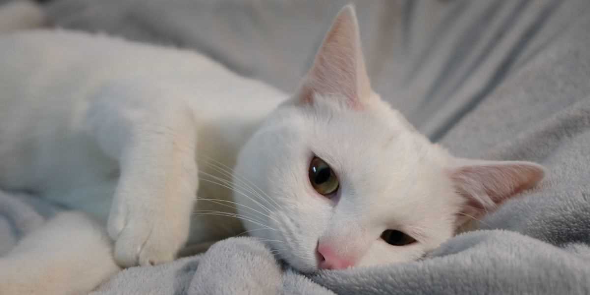 When to Seek Help for Excessive Digging in Cats