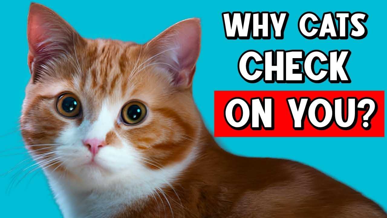 Understanding Your Feline's Scratching Behavior