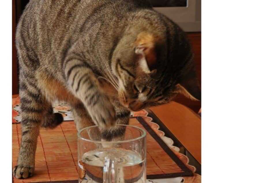 Hygiene and Preference