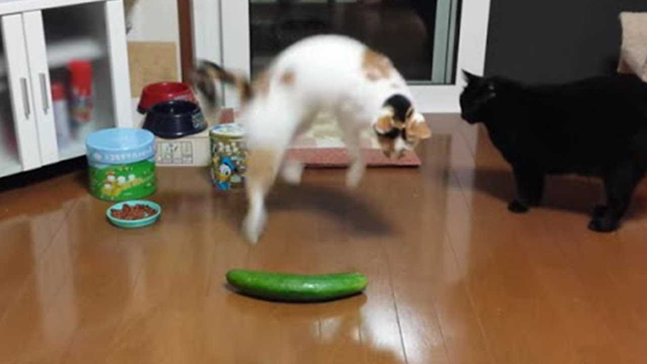 Cucumber as a Visual Trigger: What Felines See