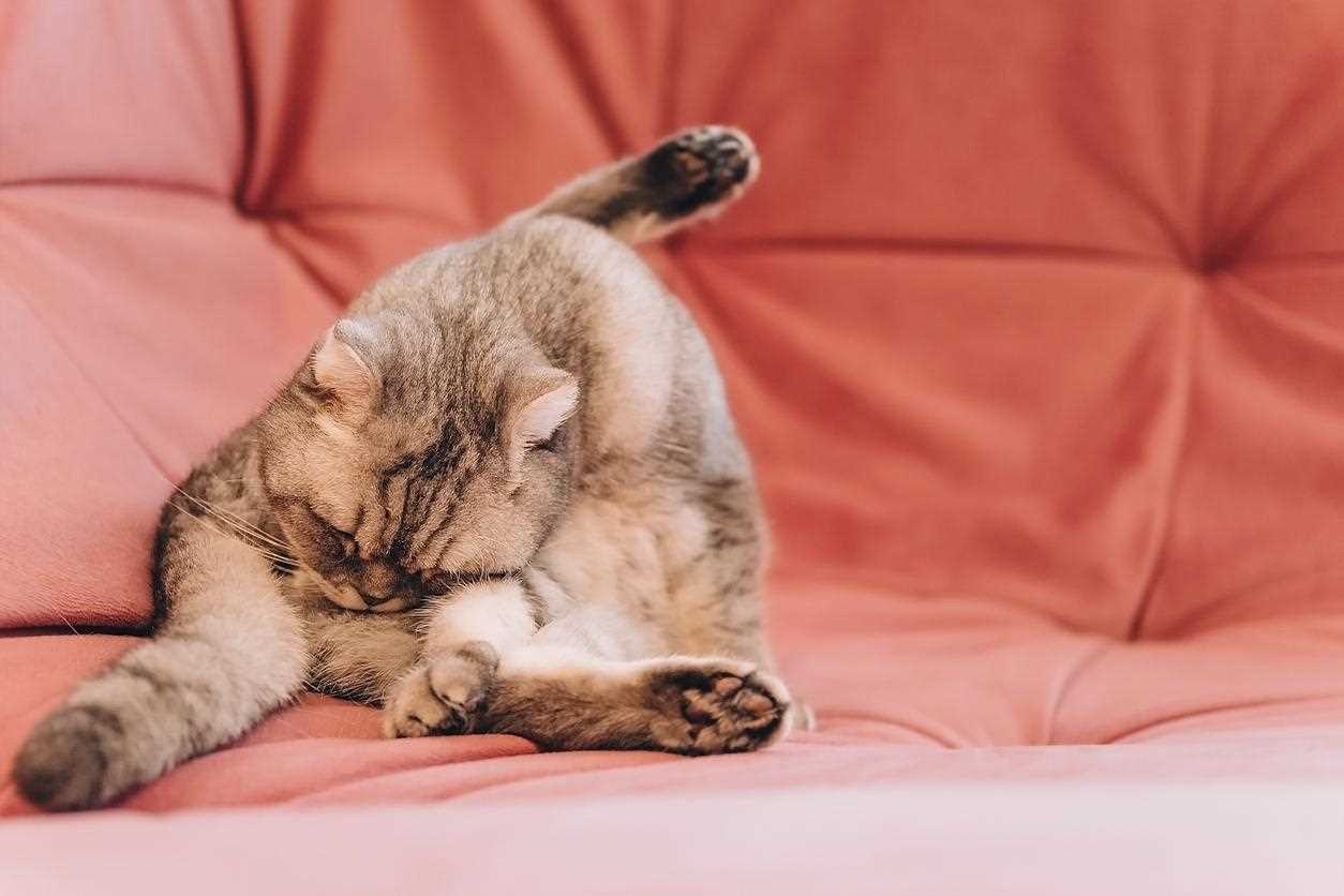 Identifying Health Issues Behind This Behavior