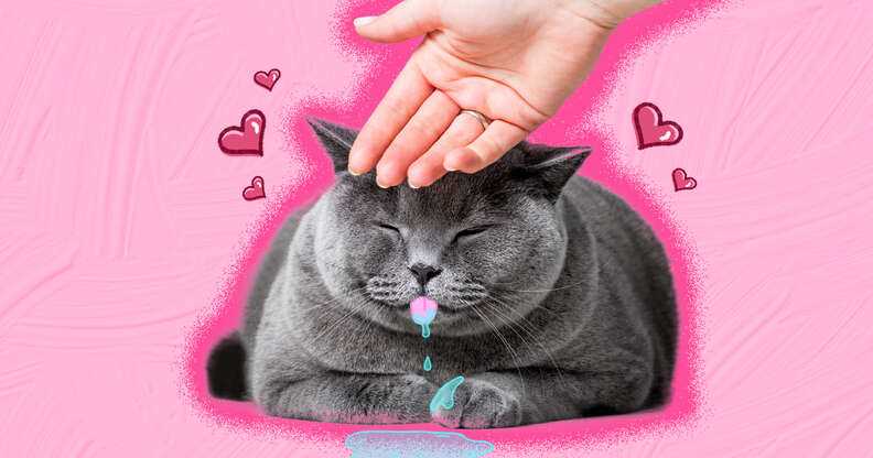 What to Do if Your Feline Friend Salivates Excessively While in a Good Mood