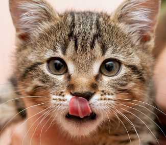 Identifying Signs of a Happy Feline: Is Drooling Normal?