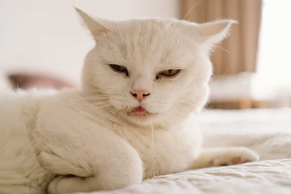 Understanding the Connection Between Happiness and Drooling in Cats