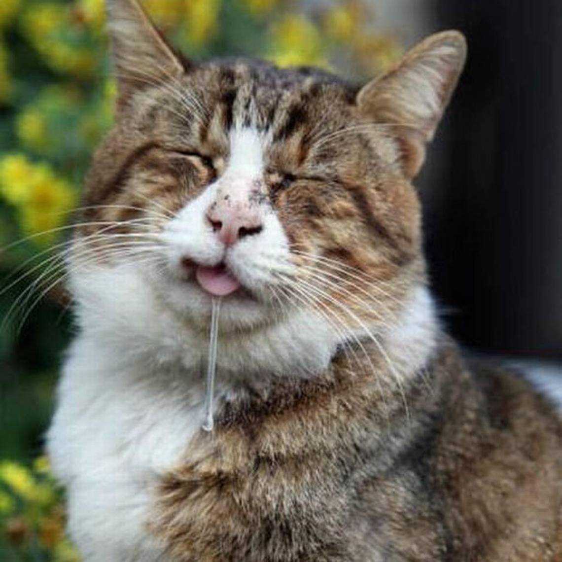 What to Do if Your Feline Friend Starts Excessively Salivating