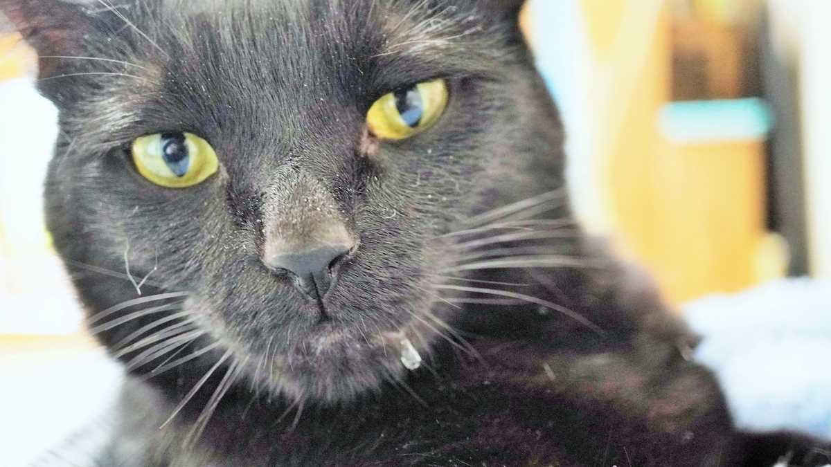 Understanding the Connection Between Purring and Salivation