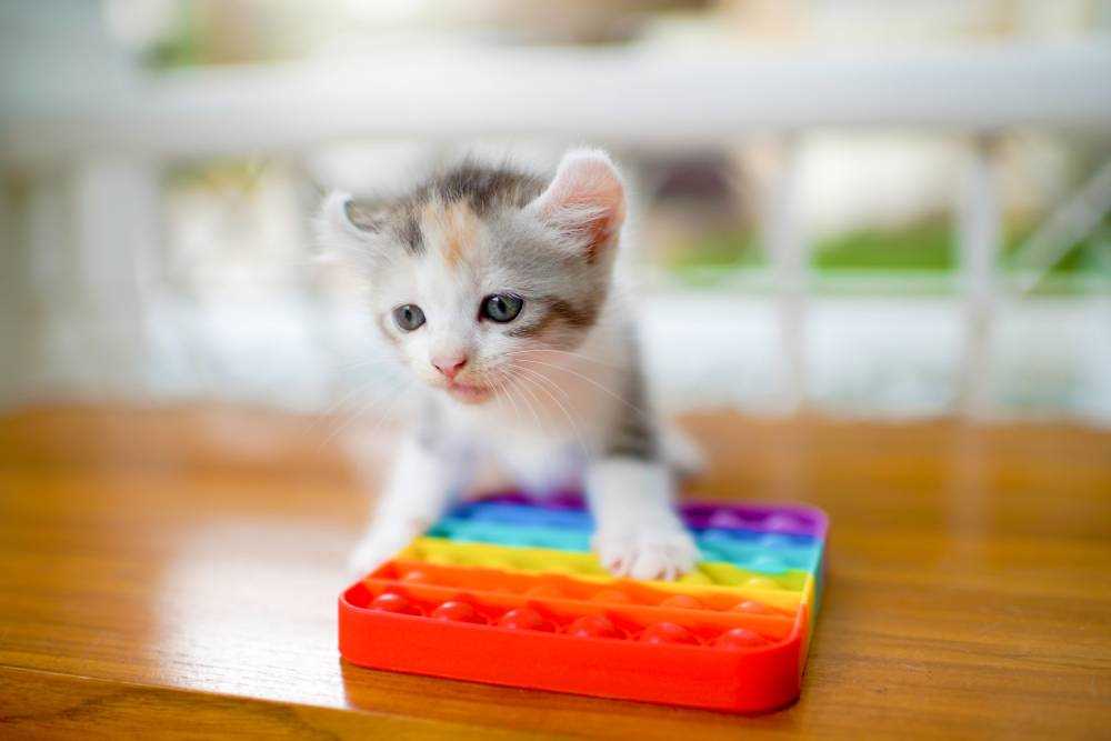 The Role of Play in a Cat's Mental Stimulation
