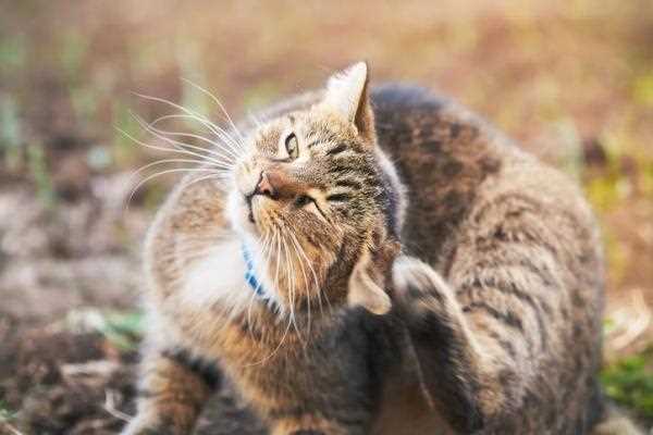 When to Be Concerned About Your Cat's Hot Ears