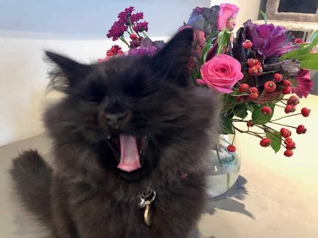 How to Identify If Your Feline's Fur Consumption is a Problem
