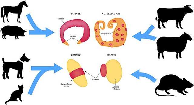The Role of Placenta in Maternal Bonding