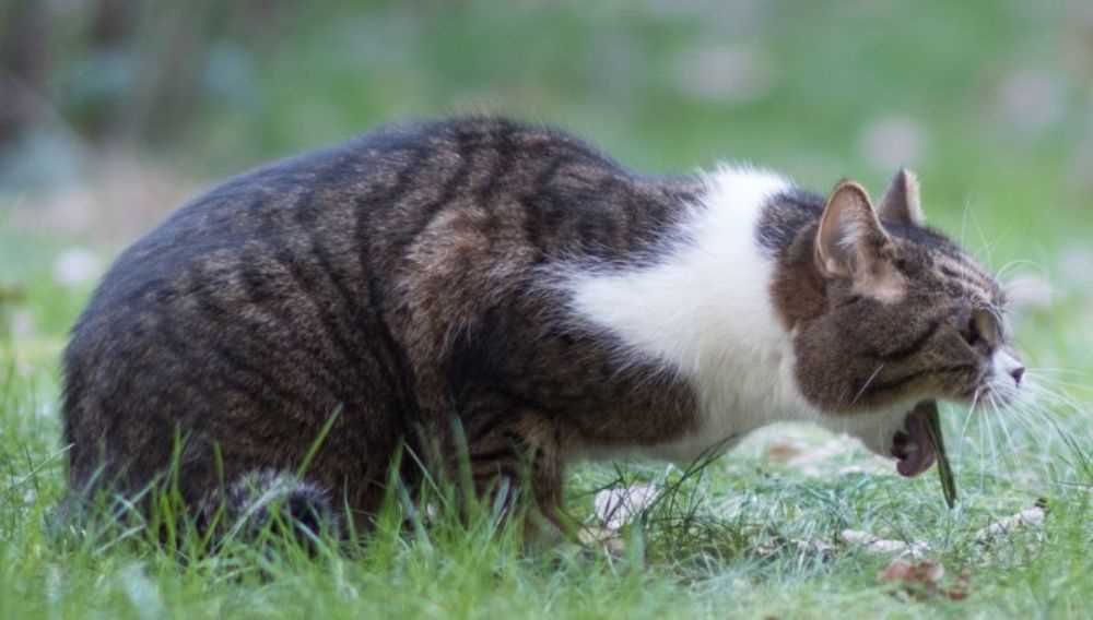 Understanding the Natural Instincts of Felines