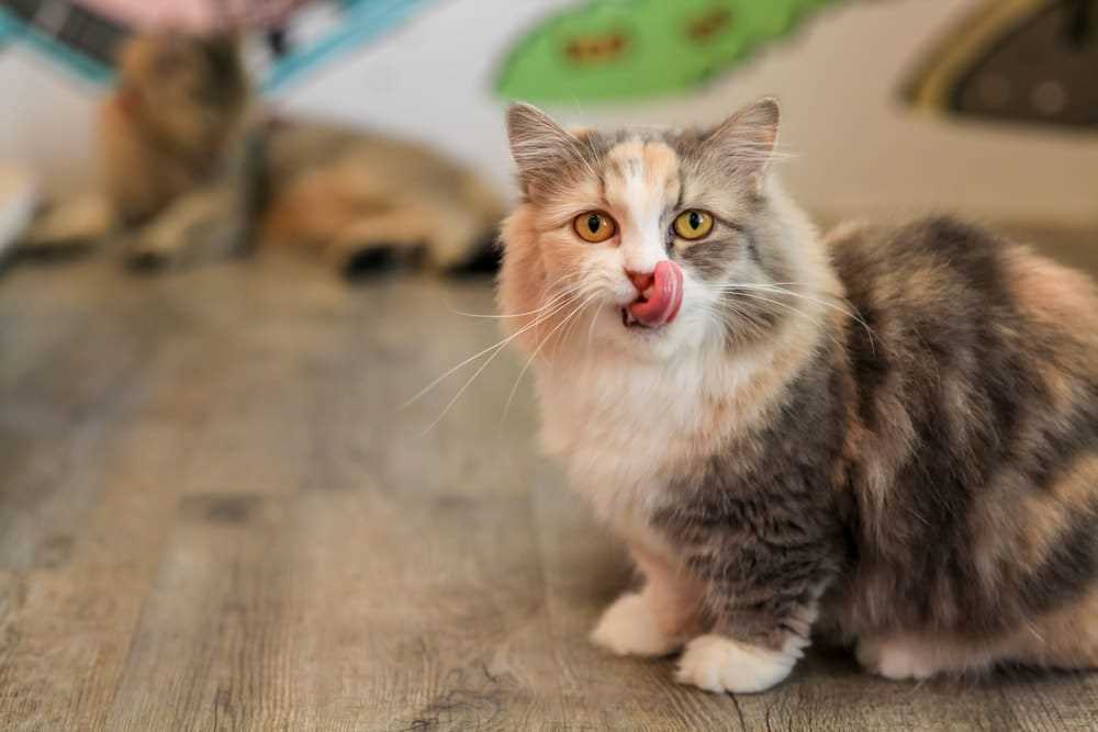 Common Reasons Felines Engage in This Behavior