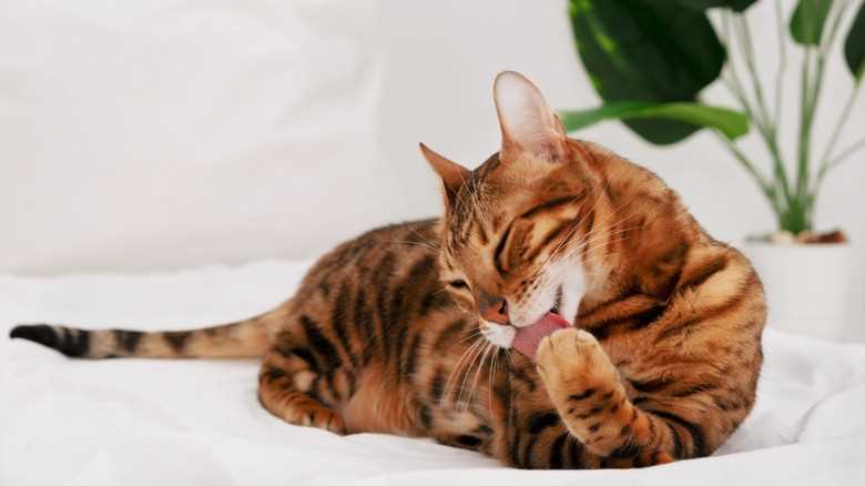 The Role of Whiskers in Food Manipulation