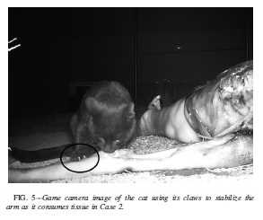 Understanding Feline Behavior in Extreme Situations