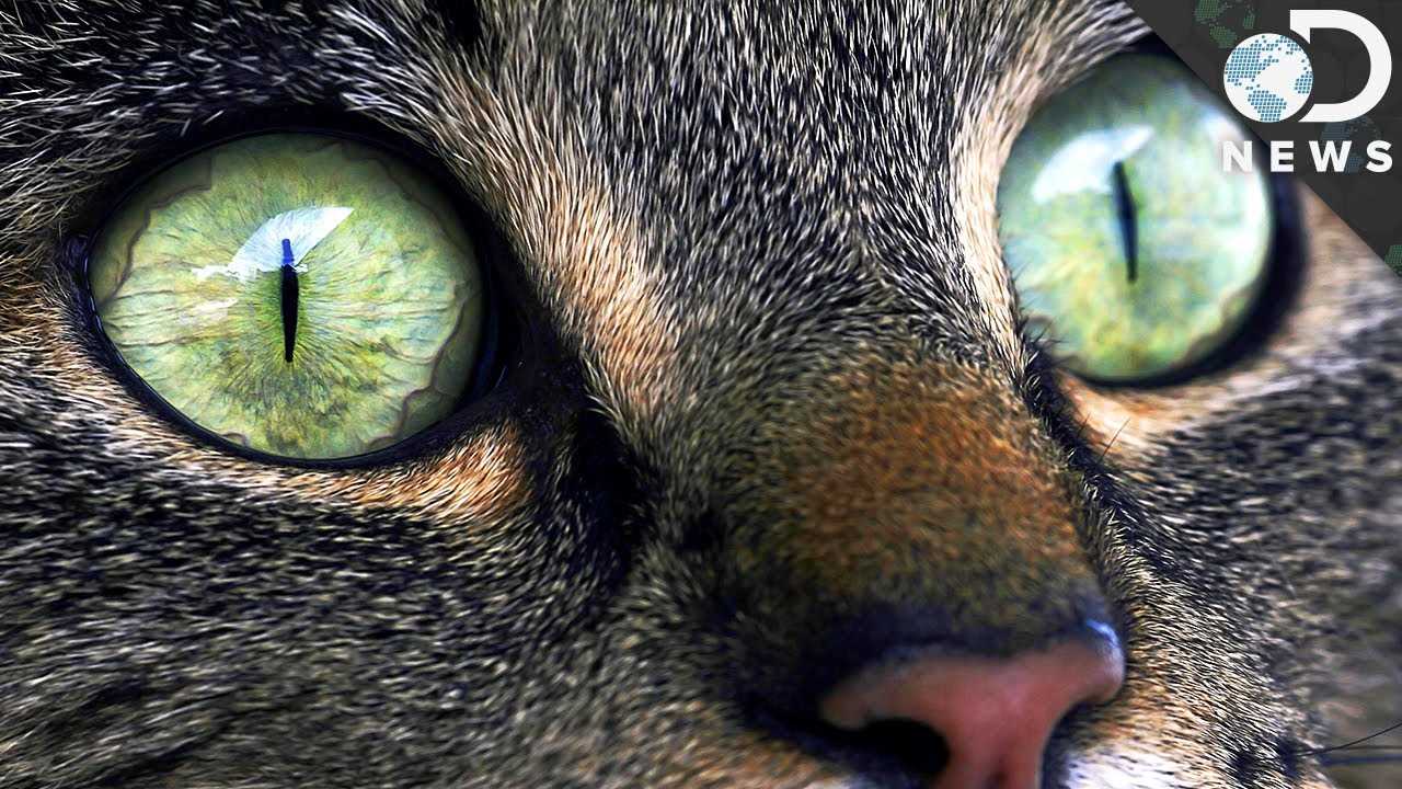Understanding Pupil Dilation in Felines