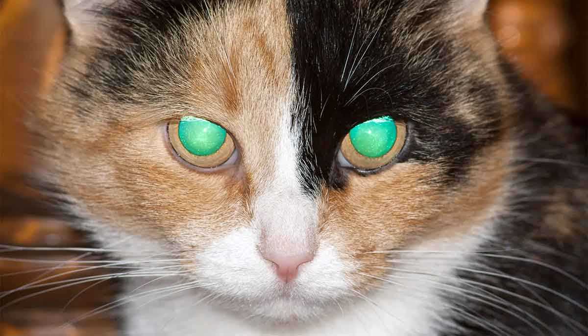 How to Protect Your Feline's Vision During Nighttime Activities