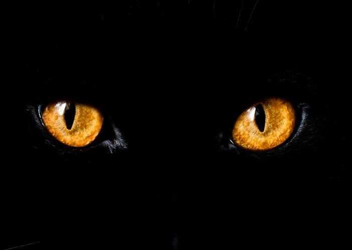 The Role of Tapetum Lucidum in Night Vision