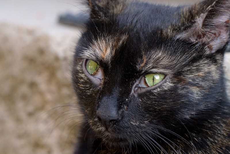 Understanding the Color Change in Felines' Eyes After Passing