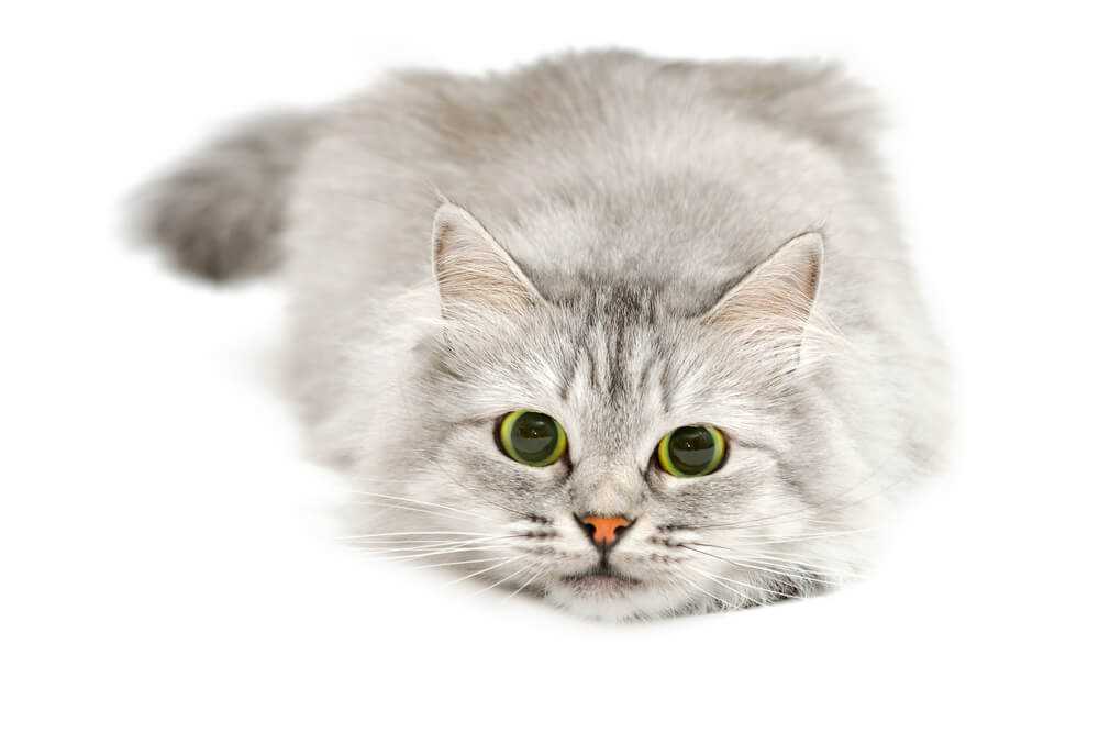 Significance of Eye Color Change in Feline Mortality