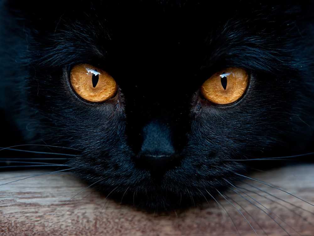 Physiological Changes in Cat Eyes During Death