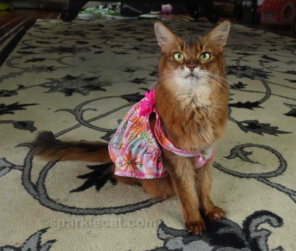 Common Types of Cat Clothing and Their Effects