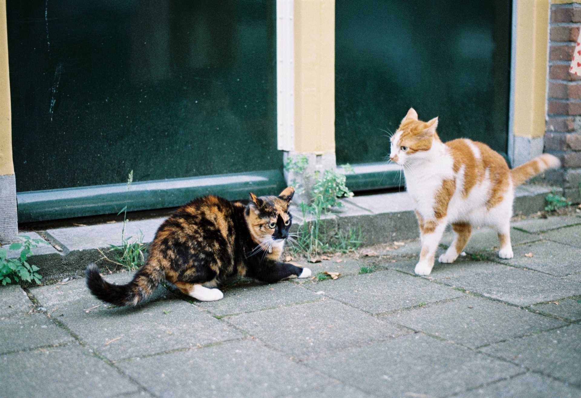 Strategies to Prevent Fights Between Cats