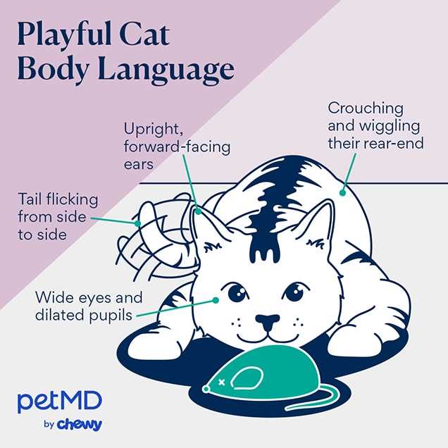 Grooming and Comfort