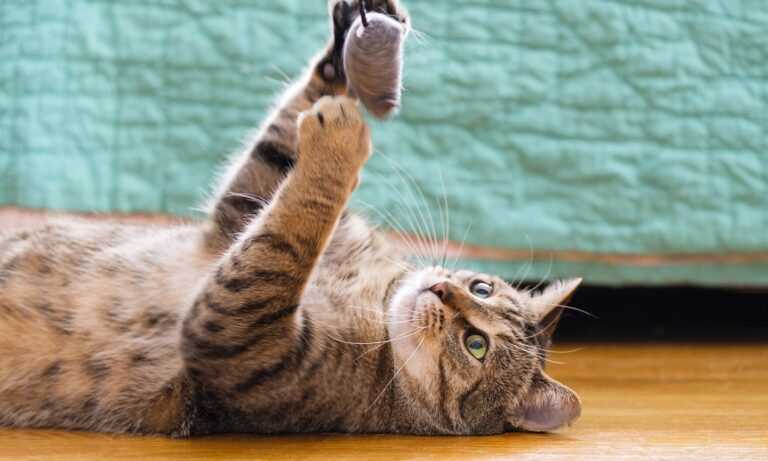 How to Interpret Your Feline Friend's Paw Flicking Behavior
