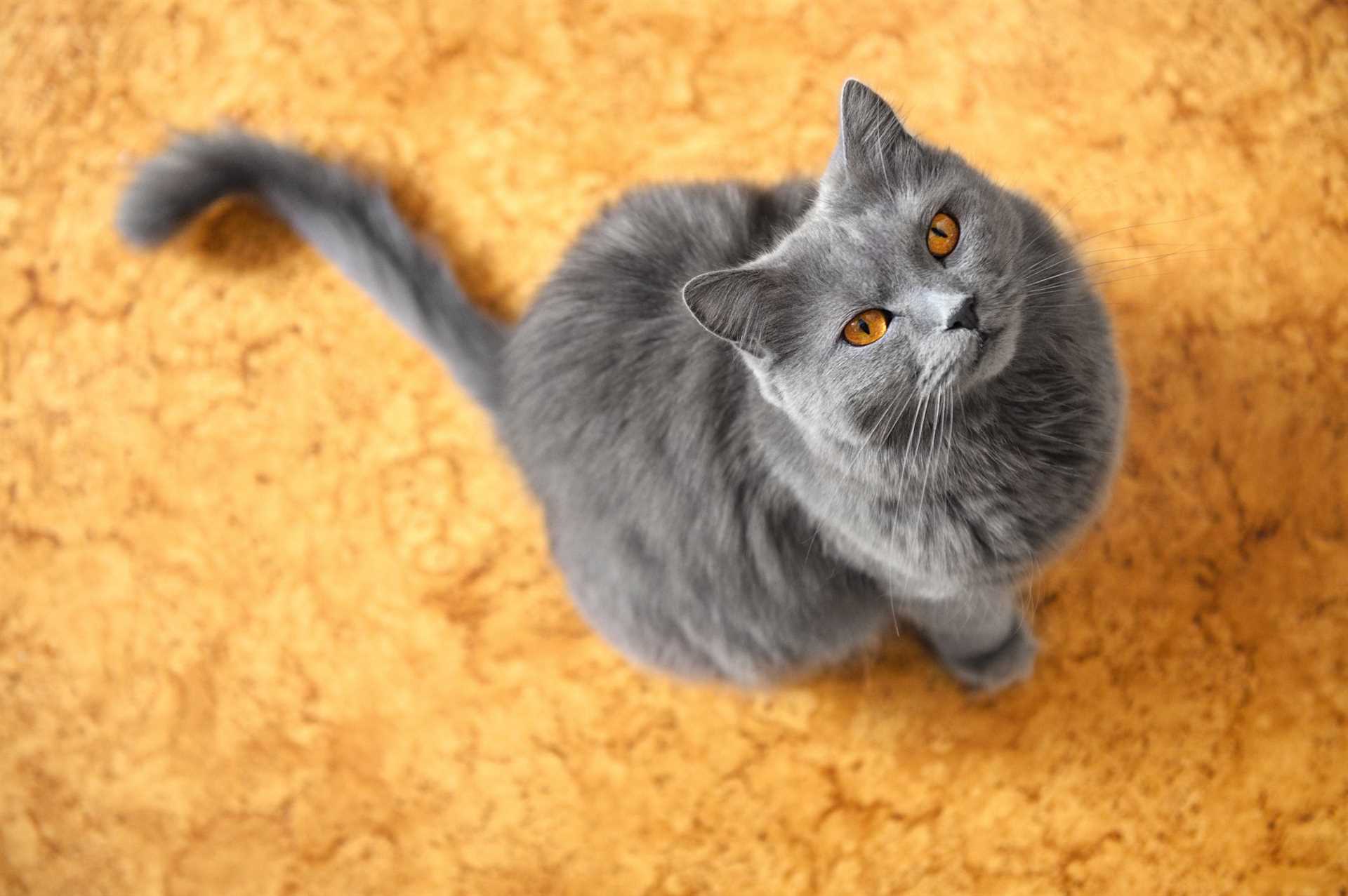 Understanding Tail Movements: Signals of Emotion and Mood
