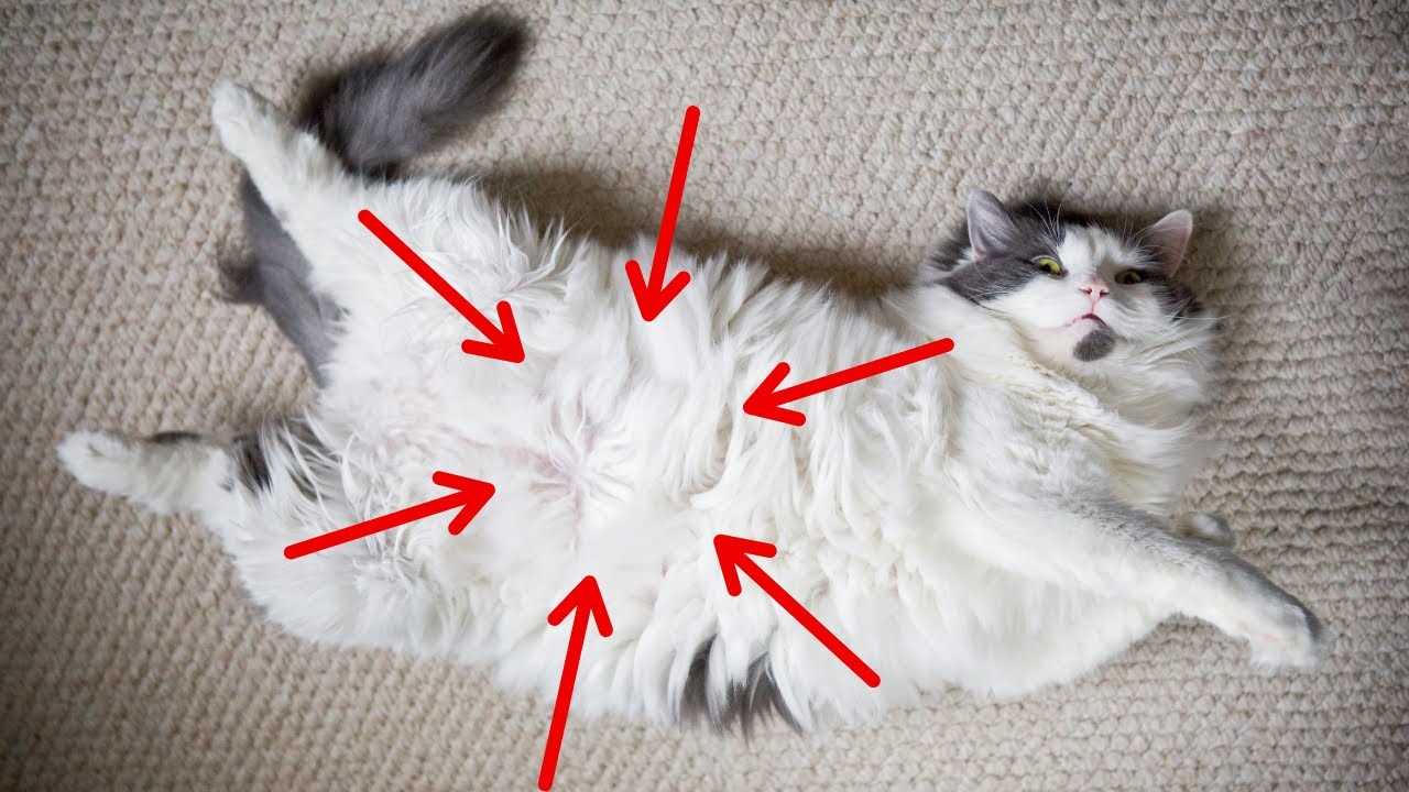 How to Encourage Safe Playtime that Mimics Flopping Behavior